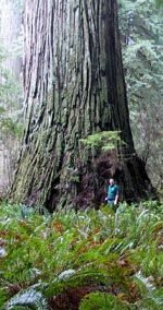 Del Norte Titan, Jedediah Smith Redwood, compare to Steve Sillet, Robert Van Pelt