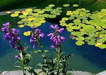 border plants
