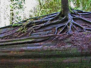redwood tree log in forest