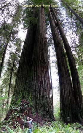 Photo of the Lost Monarch redwood tree, The Wild Trees