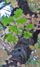 poison-oak autumn color and oak: also called poison-oak