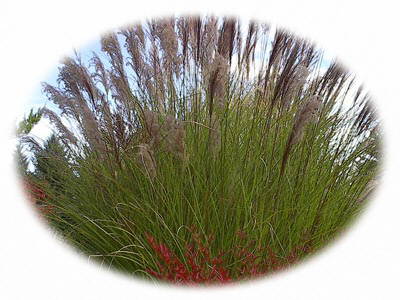 miscanthus autumn
