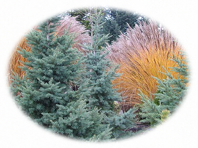 miscanthus winter