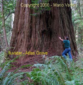 Iluvatar Redwood in California , Prairie Cree Redwoods Park