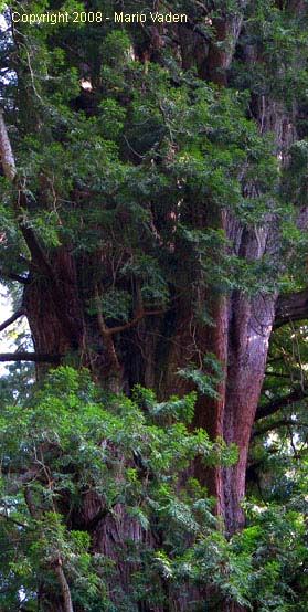 Iluvatar in Atlas Grove California, Steve Sillett measured at Prairie Creek redwoods