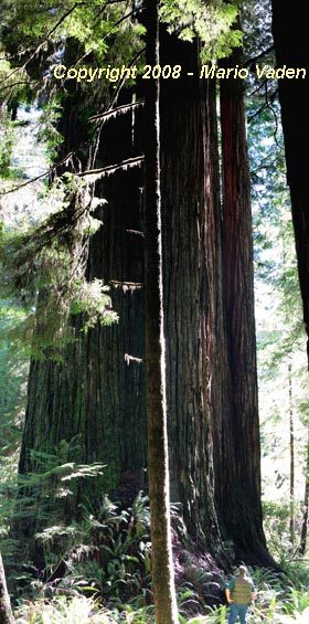 The Lost Monarch, Del Norte County California Redwood Grove Trees
