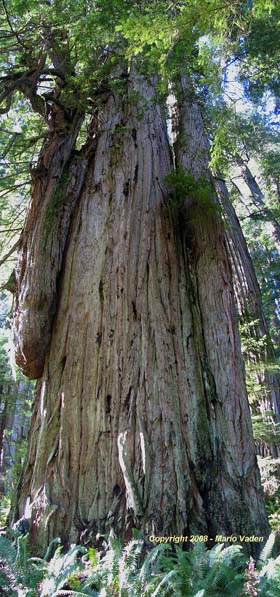 The Wild Trees California Grove of Titans Redwood Forest Tall Trees Grove