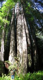 Jedediah Smith Redwoods from Richard Preston The Wild Trees Grove