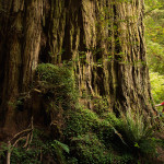 Lost Monarch Redwood