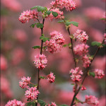 Ribes, Flowering Currant