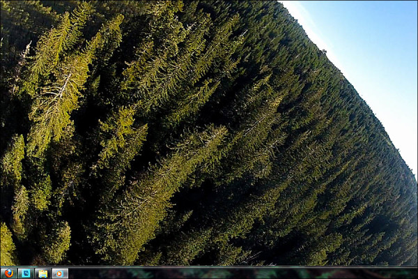 Redwood Forest Drone Flight