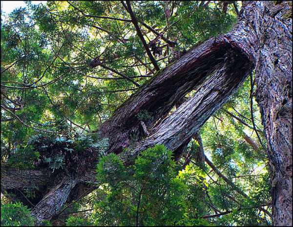 Arco Giant redwood limb
