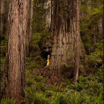 Sir Isaac Newton Coast Redwood