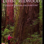 Coast Redwood by Beranek