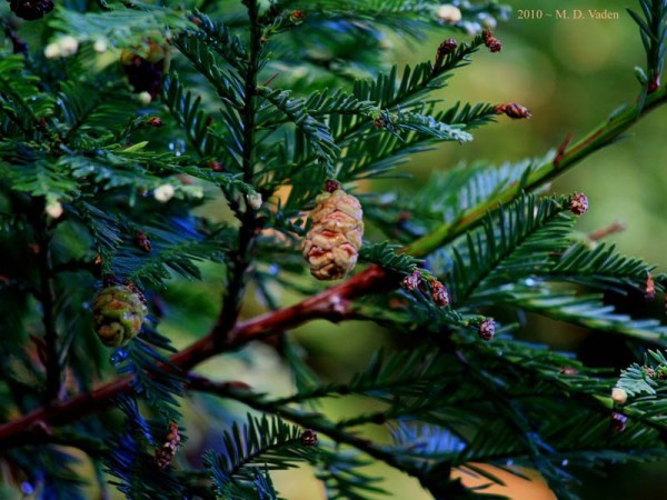 Coast Redwood Twig Cones