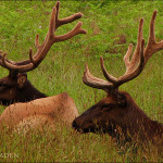 Roosevelt Elk Redwoods