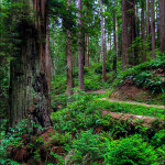 James Irvine Redwood Trail