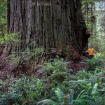 Large Coast Redwood
