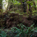 Giant Coast Redwood Trunk