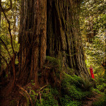 Lady in Red Redwood Forest