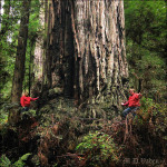 Westridge Giant Redwood and men from Archangel Ancient Tree Archive
