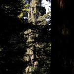 Weeping Western Hemlock of Prairie Creek Redwoods
