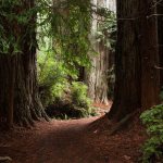 redwood memorial groves