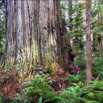 widest redwood trunk