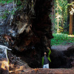 Stout Grove Fallen Redwood