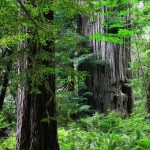 Drury Tree Coast Redwood