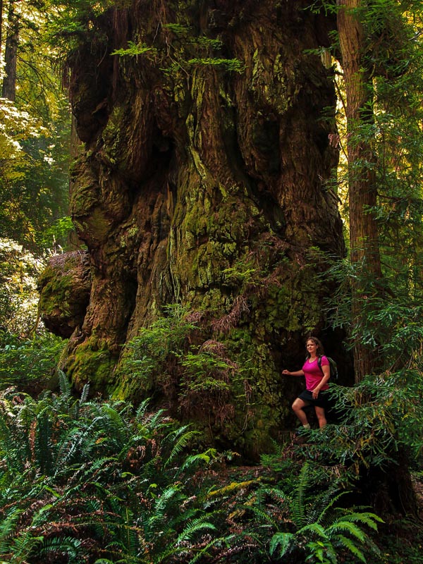 Old Growth Redwood & Our Oldest Daughter Tricia