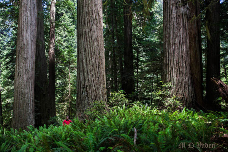 Chris Atkins in Redwood National and State Parks