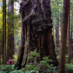 Gizmo - Coast Redwood