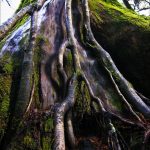 Redwood Forest Root