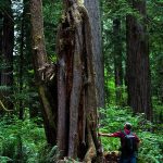 Western Hemlock in Coast Redwoods