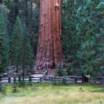 General Sherman Giant Sequoia Redwood