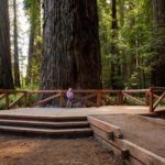 Stout Redwood Grove Deck