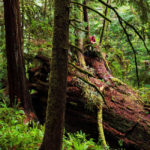 Lost Man's Fault Redwood
