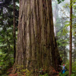 Is the coast redwood, larger than any trees of the grove of titans, the world's largest tree