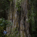 Hyperion Redwood World's tallest tree