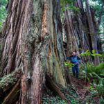 Coast Redwood Forest Trunk in Redwood National Park