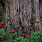 Are Redwoods a Church?