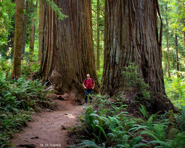 Coast Redwoods, trail and roots in Jedediah Smith park