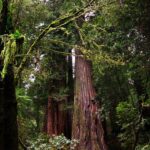 A Tallest Tree Discovery of 2006 in Redwood National Park