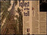 Tall tree discovery and measuring