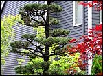 Japanese maple and pine tree pruning