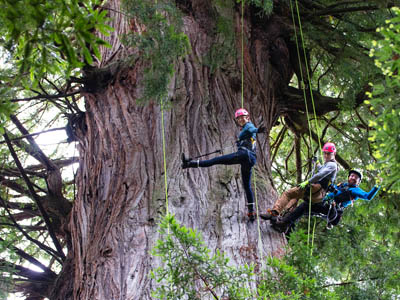Coast Redwood Canopy Climbing Tours