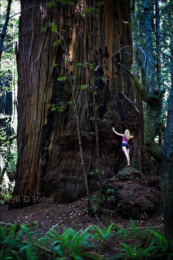 giant coast redwood trunk