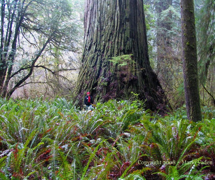 Del Norte Titan Redwood in the Grove of Titans. Sequoia sempervirens.