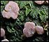 lichen Fairy Puke or Icmadophila among redwoods